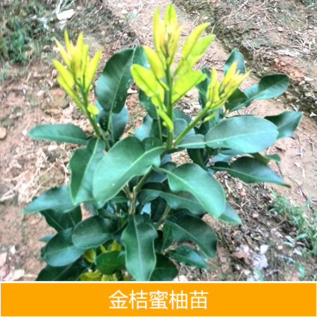 供應(yīng)廣西金桔蜜柚苗批發(fā)廠家