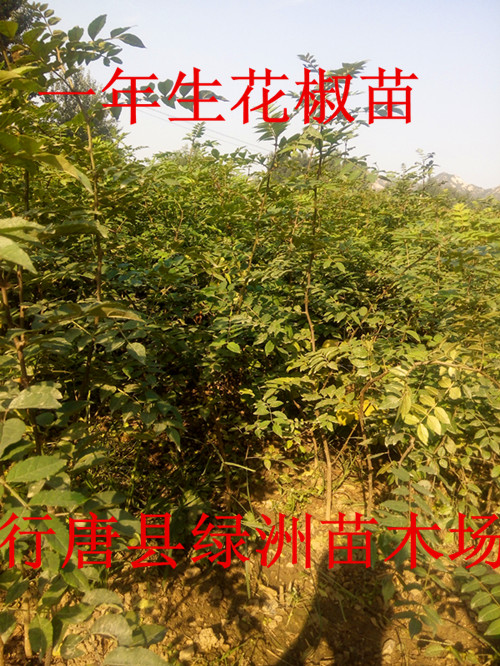 供應(yīng)河北省哪里有出售花椒苗的