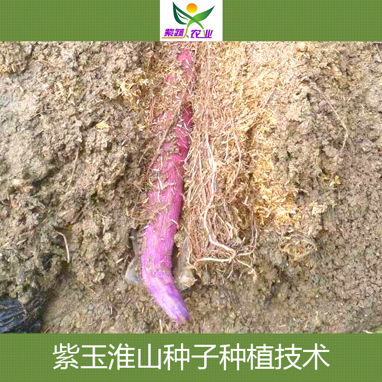 供應(yīng)廣州紫玉淮山種子種植技術(shù) 紫玉淮山藥 紫淮山藥 紫玉淮山藥種子批發(fā)價格