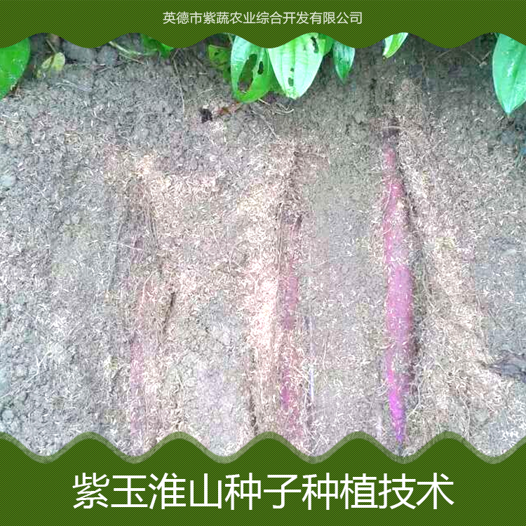 供應(yīng)廣州紫玉淮山種子種植技術(shù) 紫玉淮山藥 紫淮山藥 紫玉淮山藥種子批發(fā)價格
