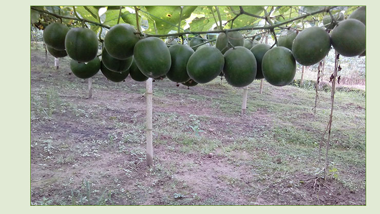 桂林羅漢果種植場 桂林羅漢果種植 桂林羅漢果批發(fā) 羅漢果 植場-桂林羅漢果栽培基地