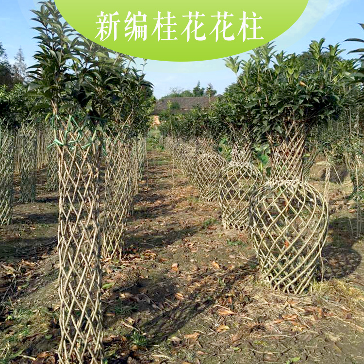 供應(yīng)新編桂花花柱.花瓶優(yōu)質(zhì)新編桂花花柱.花瓶