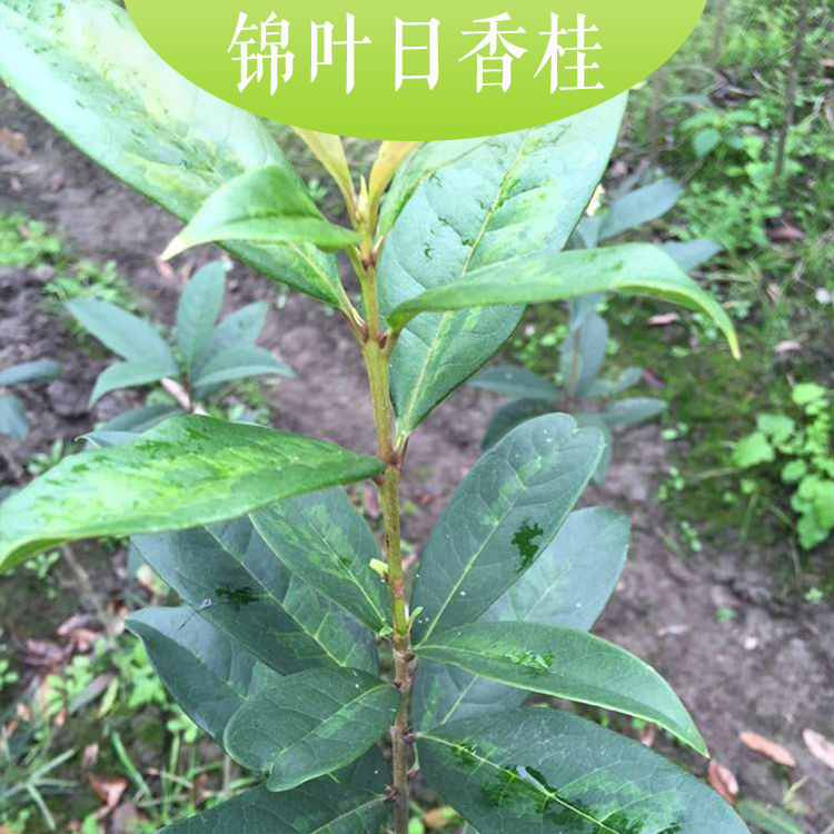 供應(yīng)錦葉日香桂優(yōu)質(zhì)錦葉日香桂