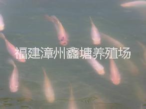 供應(yīng)用于養(yǎng)殖的紅羅非魚