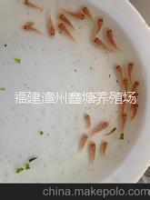 羅非魚