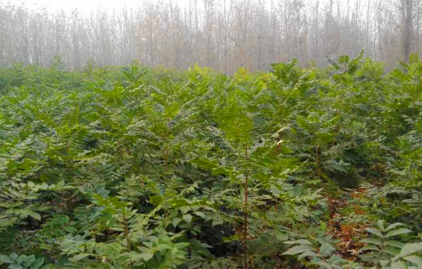 供應(yīng)用于優(yōu)質(zhì)果園的美國山核桃嫁接苗-實生苗