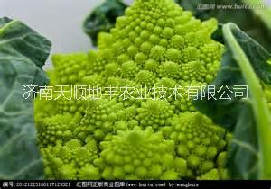 供應(yīng)寶塔菜花種子