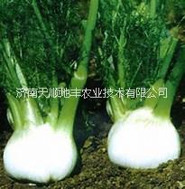 供應(yīng)球莖茴香種子