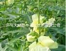 供應菜芙蓉種子