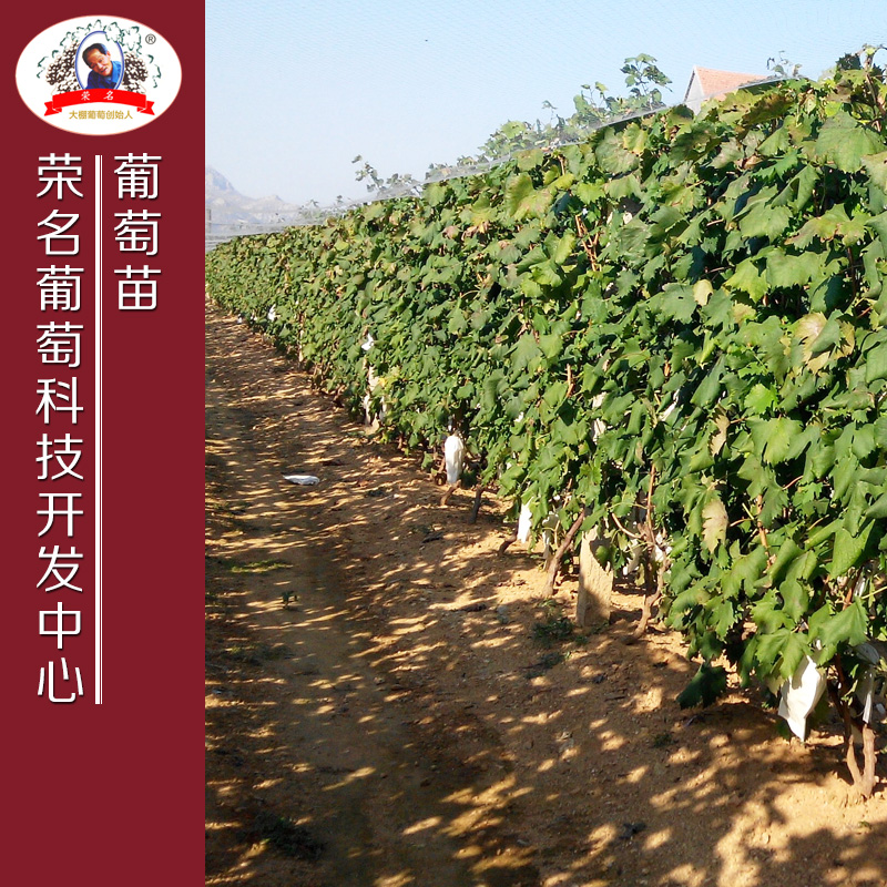 供應(yīng)用于葡萄的葡萄苗品種