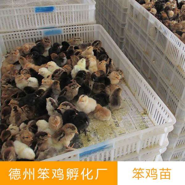 供應(yīng)德州笨雞苗高產(chǎn)量 優(yōu)質(zhì)土雞苗 柴雞苗 量大從優(yōu)