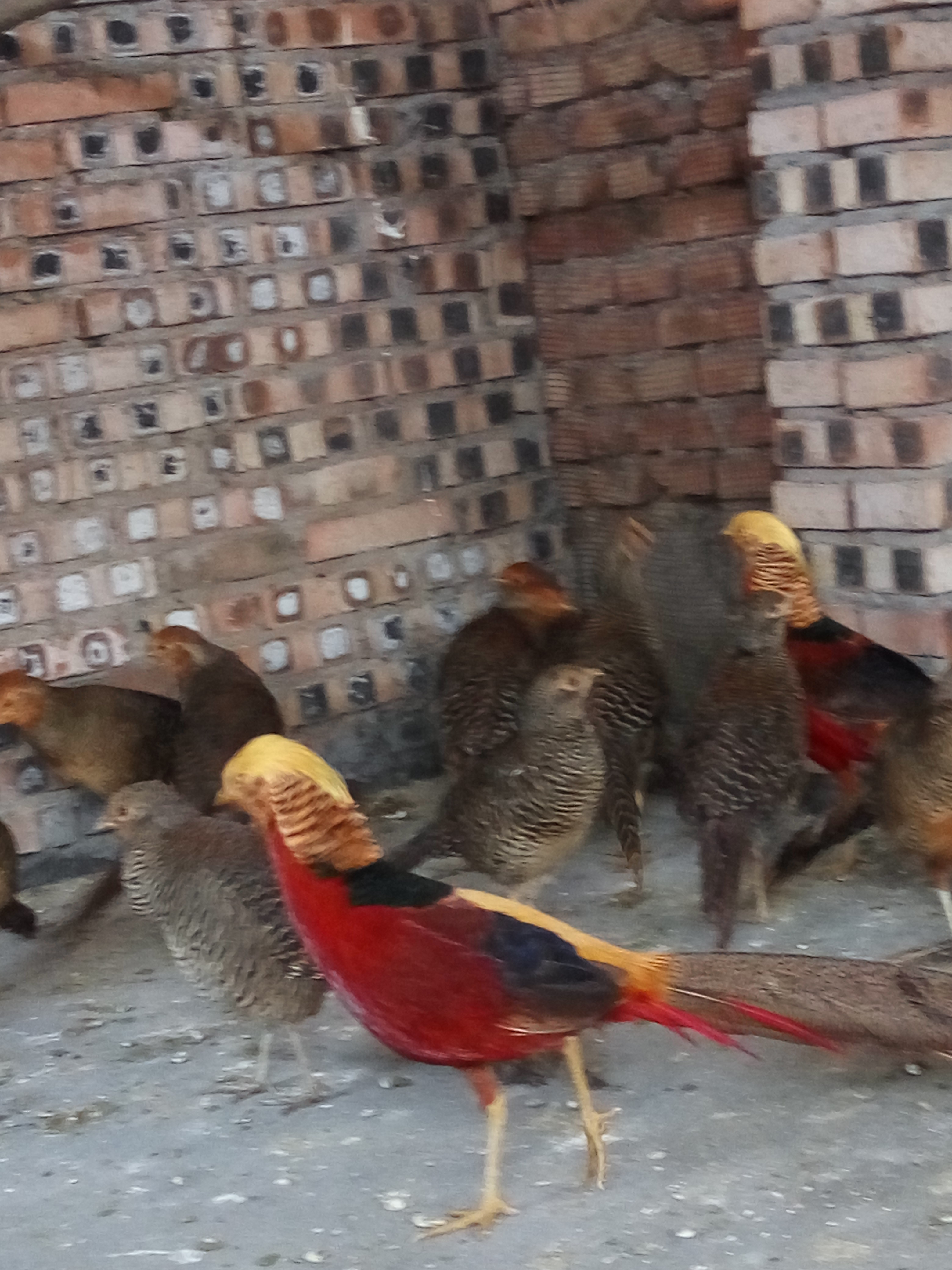 供應(yīng)*紅腹錦雞圖片，紅腹錦雞是最美的雞