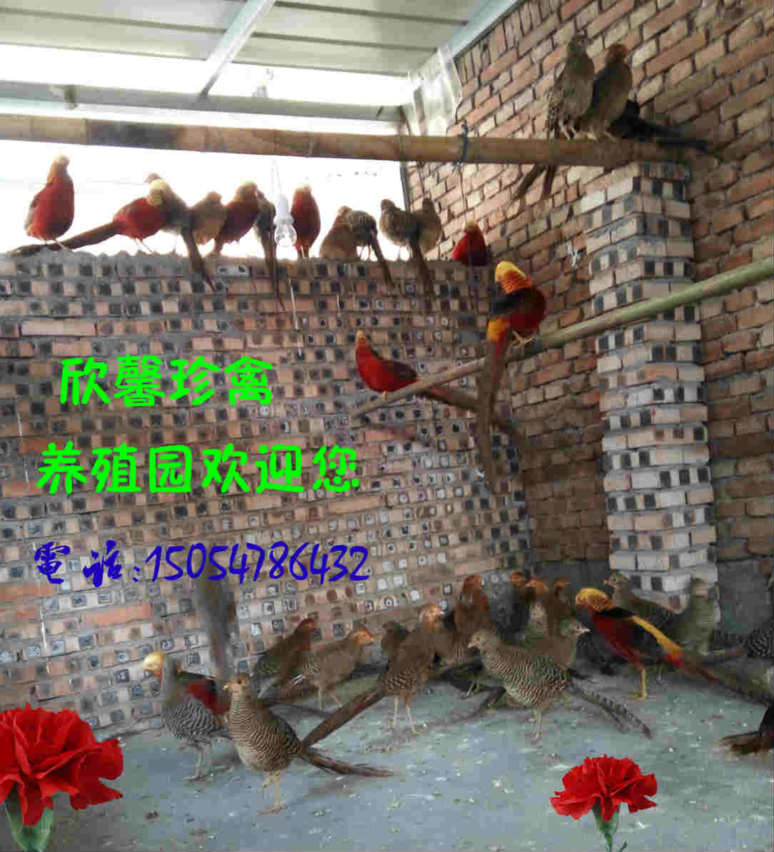 供應(yīng)*紅腹錦雞圖片，紅腹錦雞是最美的雞