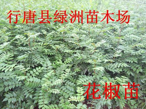 供應(yīng)河北省哪里有出售花椒苗的