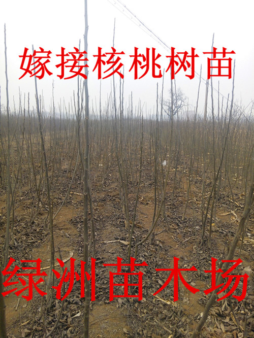 供應(yīng)河北省出售核桃苗