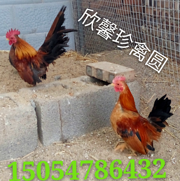 供應(yīng)紅腹錦雞的價(jià)格，紅腹錦雞小苗多少