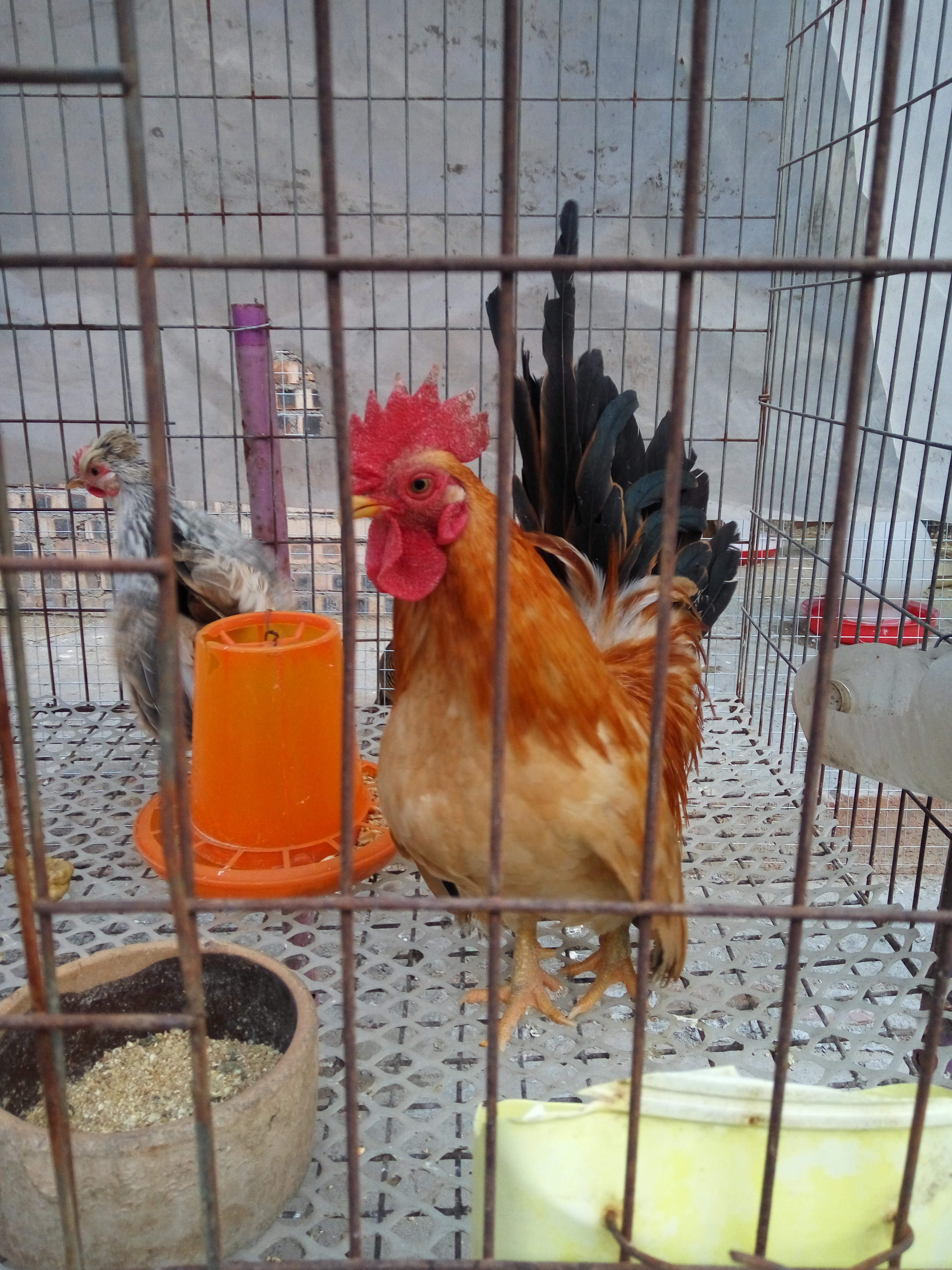 供應(yīng)紅腹錦雞求偶的圖片