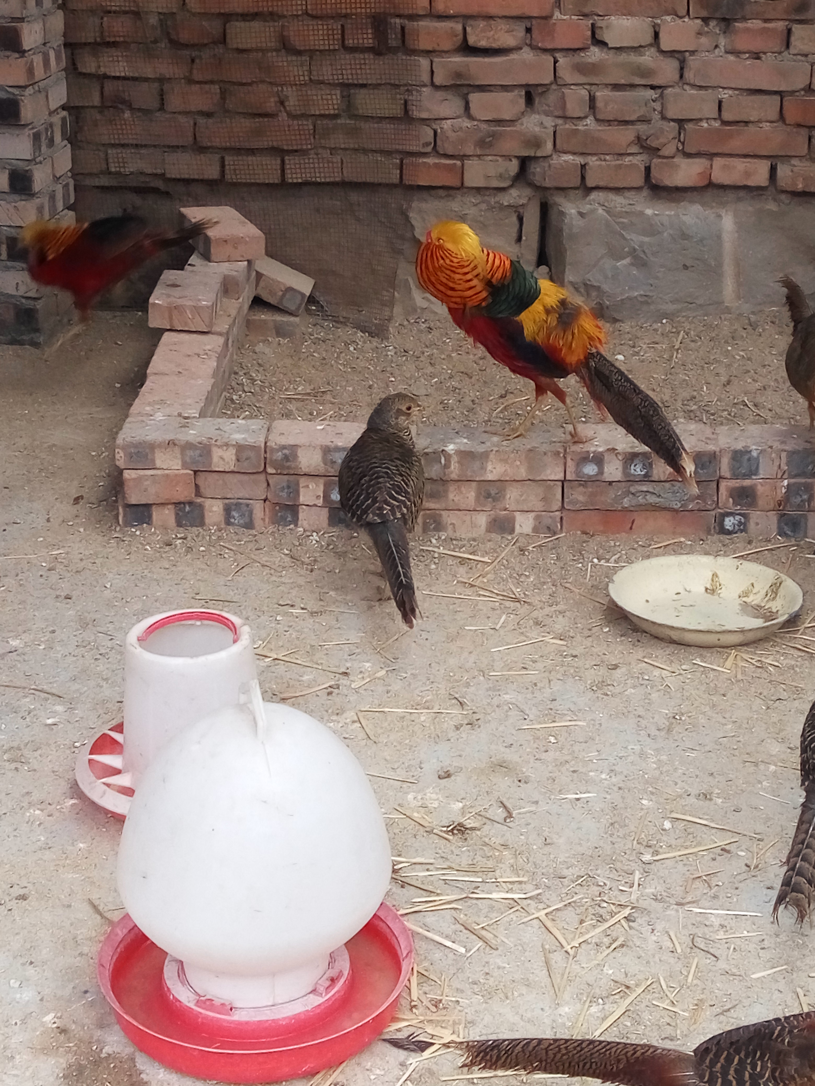 供應(yīng)紅腹錦雞求偶圖片