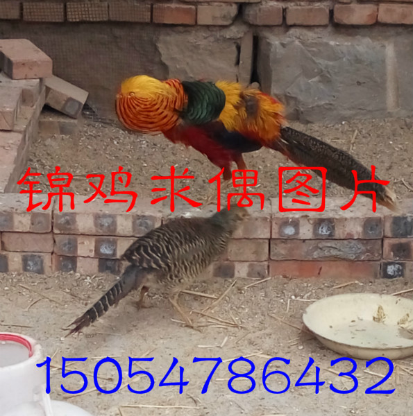 供應(yīng)紅腹錦雞求偶圖片