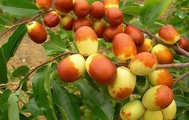 供應供應出售各種棗樹苗、棗樹