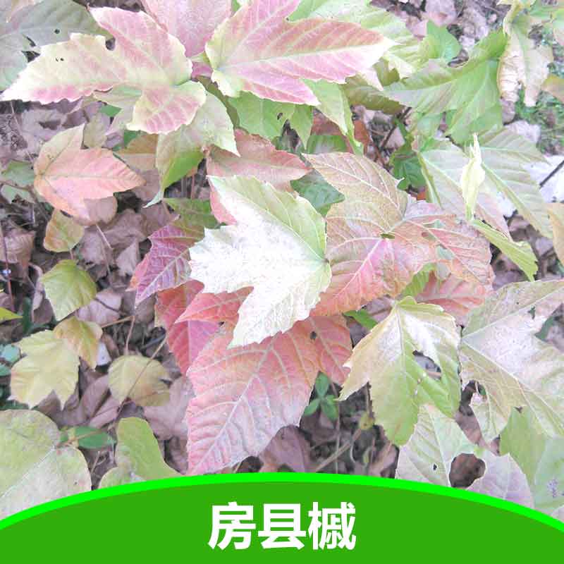 供應(yīng)彩葉樹槭樹科房縣槭苗