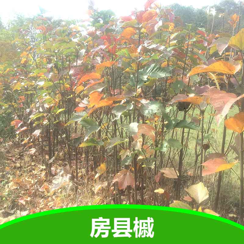 供應(yīng)彩葉樹槭樹科房縣槭苗