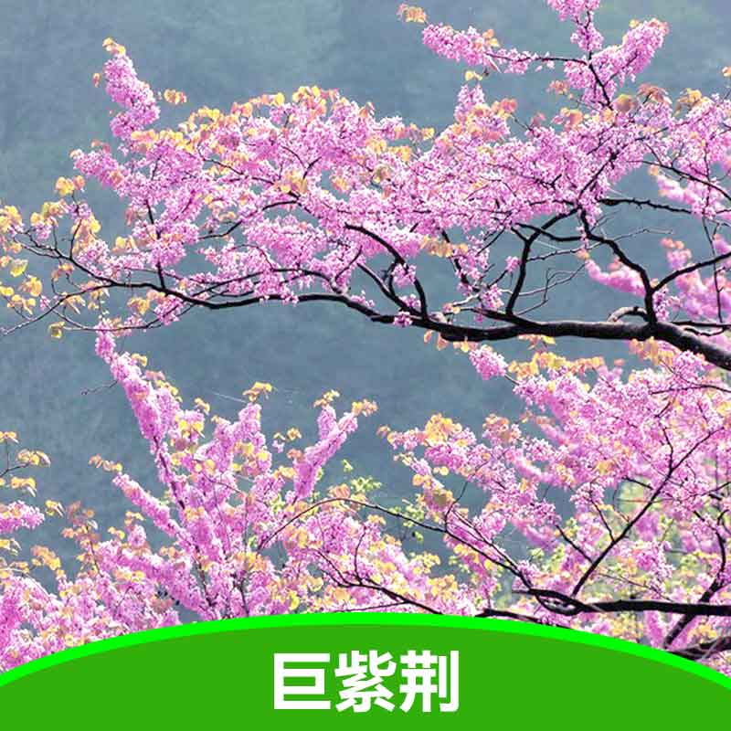 供應(yīng)巨紫荊苗 巨紫荊苗價(jià)格 湖北巨紫荊苗 大量?jī)?yōu)質(zhì)巨紫荊苗