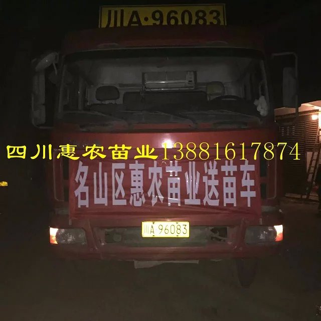 出售雅安*茶樹苗價格批發(fā)，*茶樹苗種植特性要點(diǎn)