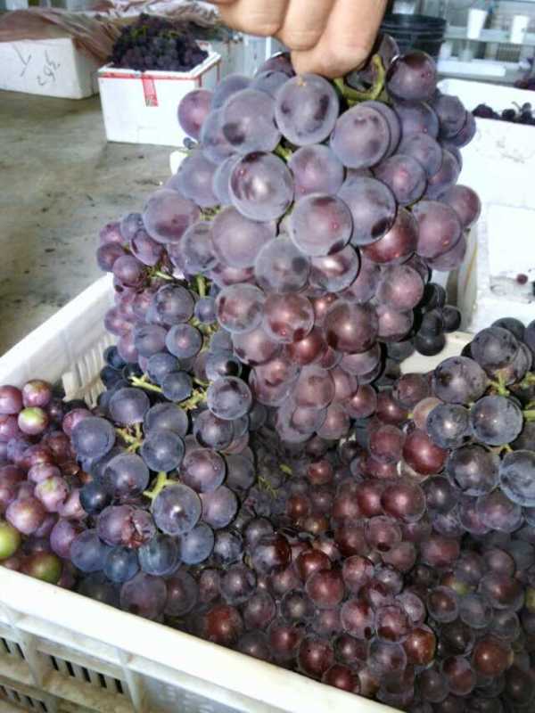 供應(yīng)山東大棚葡萄種植技術(shù)方案