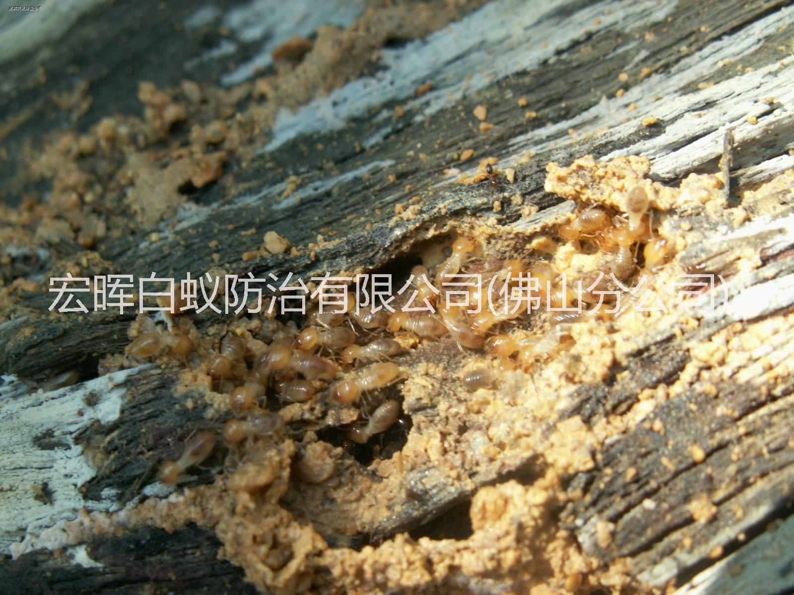 供應(yīng)南海區(qū)白蟻防治服務(wù)站，南海區(qū)專業(yè)白蟻防治公司，南海區(qū)滅白蟻*