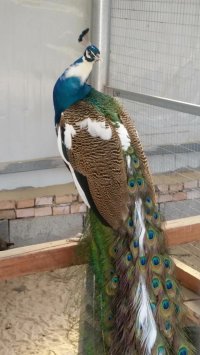 供應(yīng)紅腹錦雞養(yǎng)殖