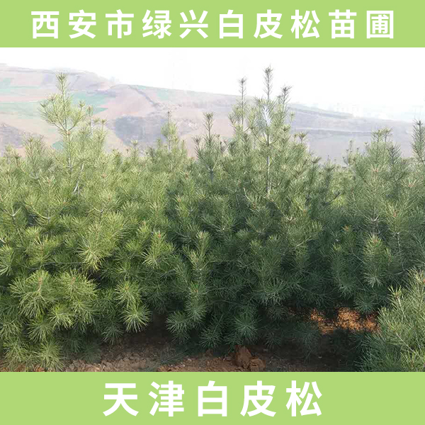 供應(yīng)天津白皮松  天津白皮松樹苗 天津白皮松綠化 天津白皮松廠家