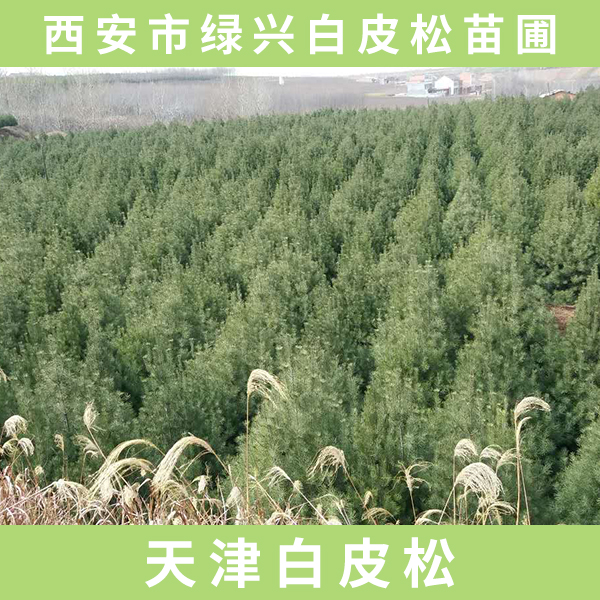 供應(yīng)天津白皮松  天津白皮松樹苗 天津白皮松綠化 天津白皮松廠家
