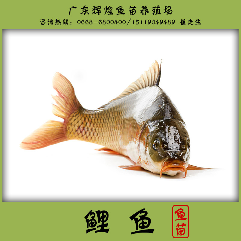 供應(yīng)鯉魚 廣東輝煌魚苗養(yǎng)殖場供應(yīng)商 鯉魚魚苗養(yǎng)殖基地 鯉魚價(jià)格