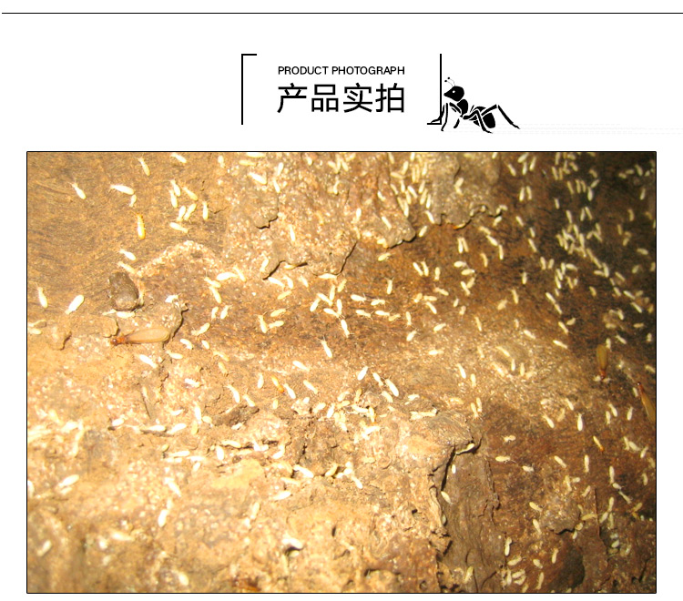 供應(yīng)獅山鎮(zhèn)滅白蟻，獅山鎮(zhèn)哪里有白蟻防治公司，獅山鎮(zhèn)哪里有滅白蟻企業(yè)