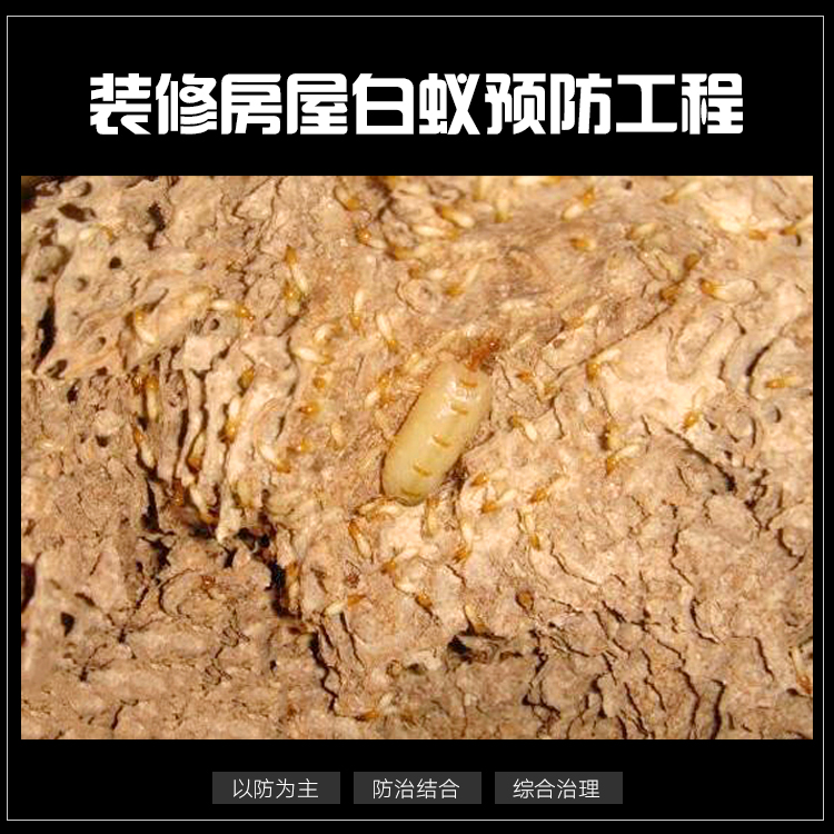 供應(yīng)裝修房屋白蟻預(yù)防施工隊(duì) 白蟻預(yù)防工程 房屋白蟻預(yù)防工程  白蟻防治報(bào)價(jià)