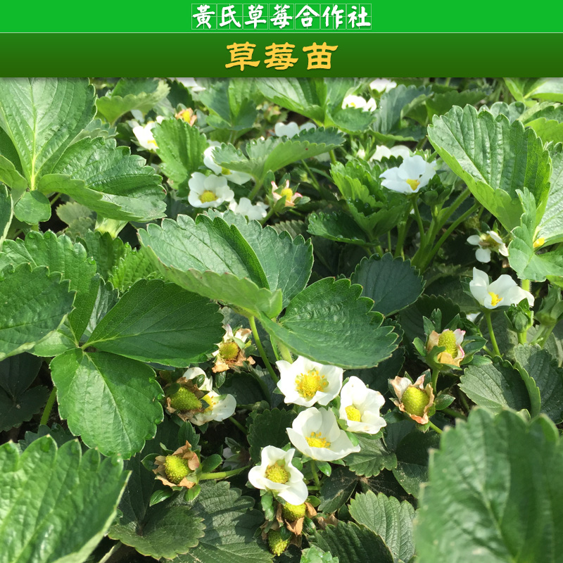 建德黃氏草莓合作社供應(yīng)草莓苗、草莓種苗|原種草莓苗、杭州草莓苗批發(fā)