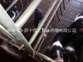 湖南寧鄉(xiāng)花豬廠家，寧鄉(xiāng)豬保種中心-湖南寧鄉(xiāng)花豬保種中心-湖南寧鄉(xiāng)豬生產(chǎn)廠家-湖南寧鄉(xiāng)縣土豬生產(chǎn)廠家