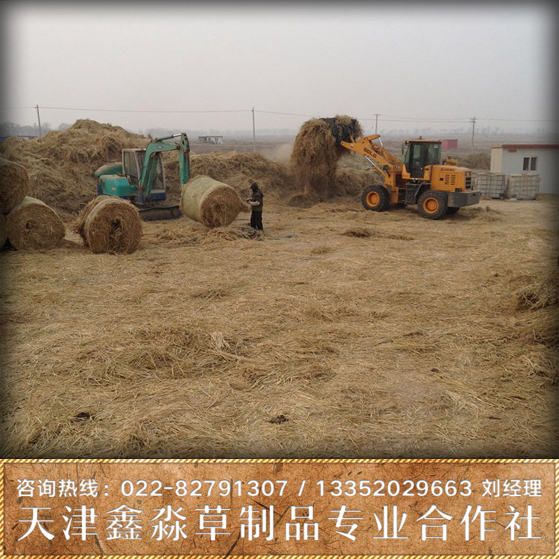 供應(yīng)稻草批發(fā)  稻草價(jià)錢 稻草廠家批發(fā) 稻草廠家直銷