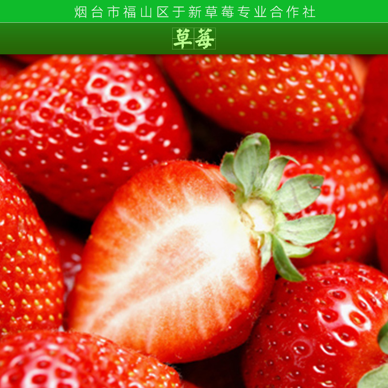 供應(yīng)草莓 冰凍草莓 冷凍草莓 速凍草莓 新鮮草莓 草莓苗