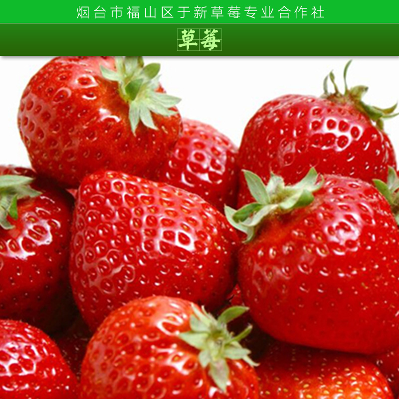 供應(yīng)草莓 冰凍草莓 冷凍草莓 速凍草莓 新鮮草莓 草莓苗