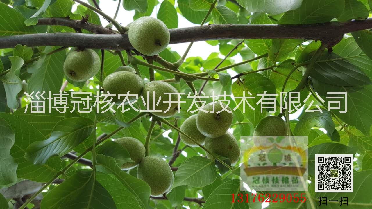 供應(yīng)用于核桃苗的核桃苗是怎么培育的？13176229055