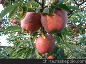 供應(yīng)紅星蘋果山東紅星蘋果產(chǎn)地
