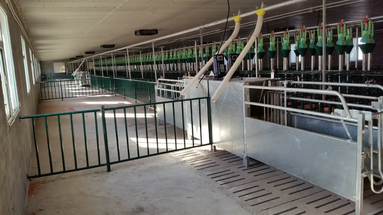 婁底?豬場(chǎng)母豬飼喂站 神農(nóng)懷孕母豬自動(dòng)飼喂系統(tǒng)