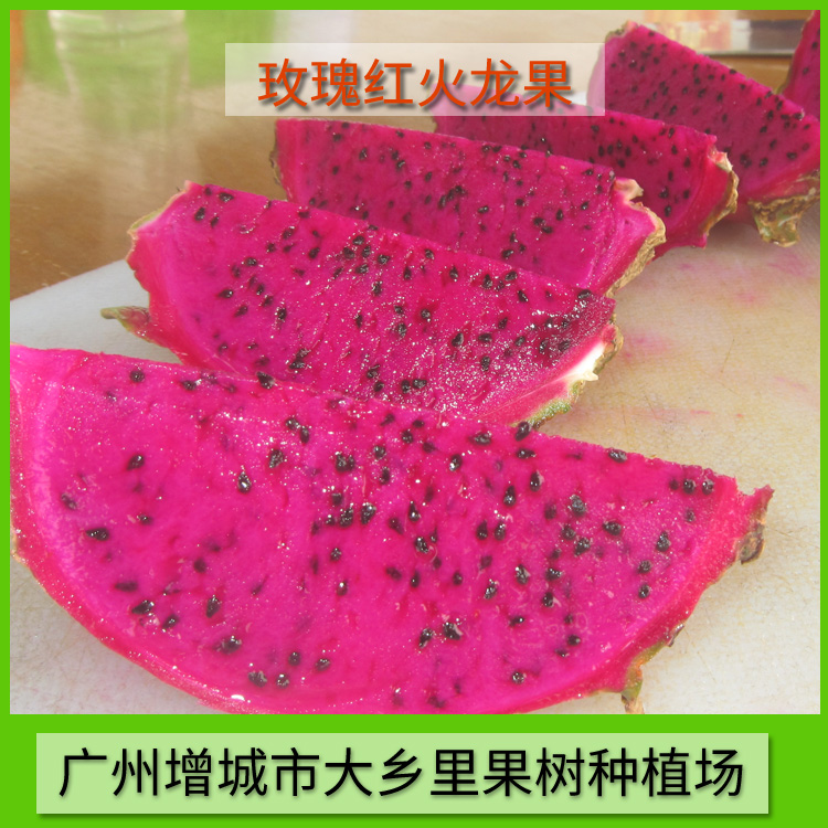 供應(yīng)出售玫瑰紅火龍果 火龍果供應(yīng) 火龍果供應(yīng)商 玫瑰紅火龍果