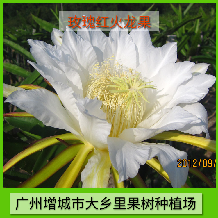 供應(yīng)出售玫瑰紅火龍果 火龍果供應(yīng) 火龍果供應(yīng)商 玫瑰紅火龍果