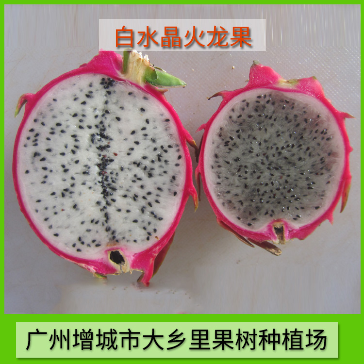 供應出售白水晶火龍果 火龍果供應 火龍果供應商 白水晶火龍果