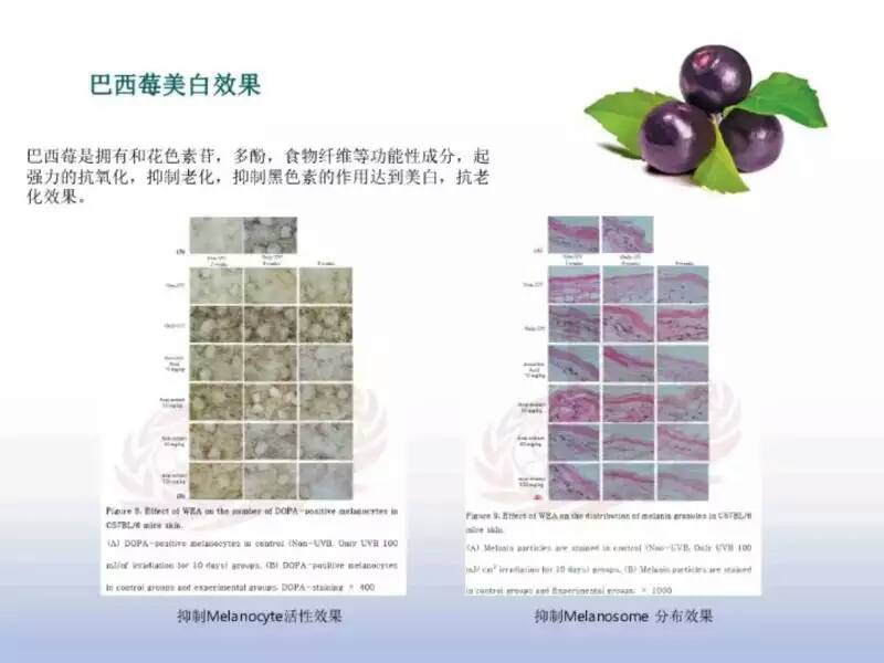 供應(yīng)植物干細(xì)胞