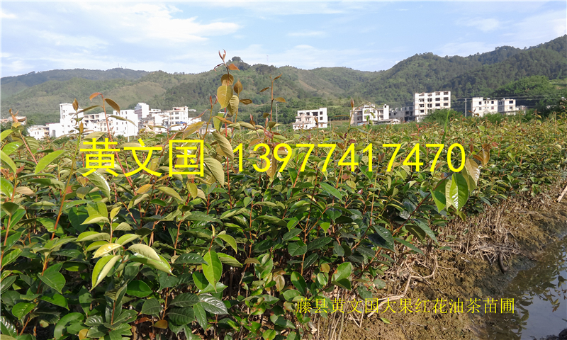 供應(yīng)2016年大果紅花油茶嫁接苗，大果紅花油茶嫁接苗新苗-2016年大果紅花油茶嫁接苗樹苗