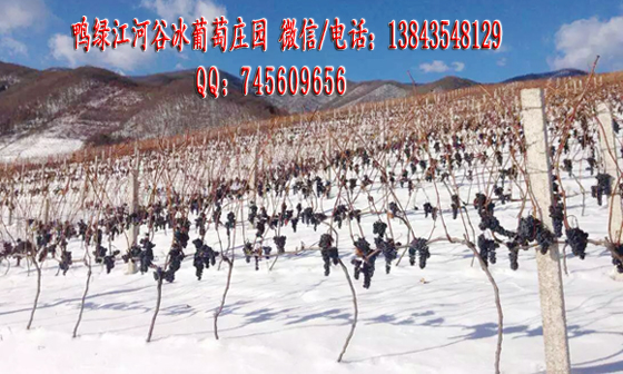 供應(yīng)冰葡萄 冰葡萄苗 冰葡萄酒